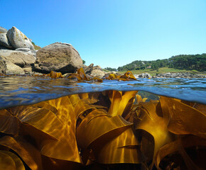 Coastline and kelp algae seaweeds in the ocean, split view over and under water surface, Eastern Atlantic, Spain, Galicia, Pontevedra province - obrazy, fototapety, plakaty