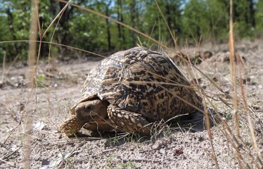 A turtle crawling on the ground