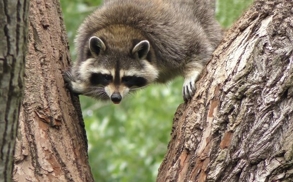 A raccoon climbing a tree