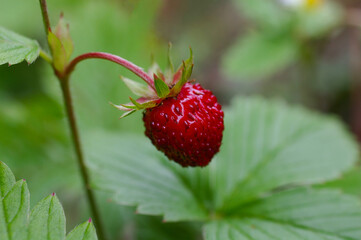 Fresh juicy strawberry on the branch