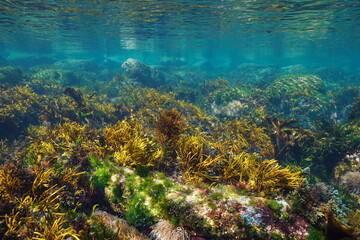 Fototapeta na wymiar Underwater seascape, shallow ocean floor with rocks covered by algae and clear water, Eastern Atlantic, Spain, Galicia