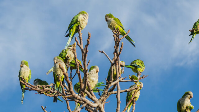 Beautiful green Monk Parakeets on the leafless twigs against a cloudy sky on a sunny day
