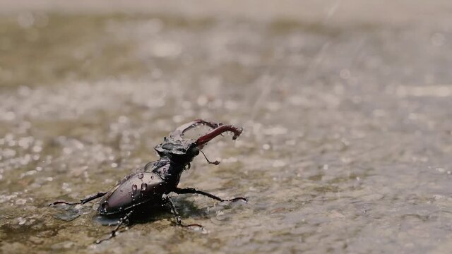 Bug. Hercules beetle is crawling on wet asphalt. Close-up.
