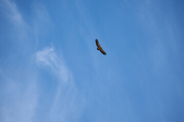 common griffon in the pyrenees, far distance