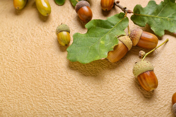 Green oak tree leaves and acorns on color background, closeup