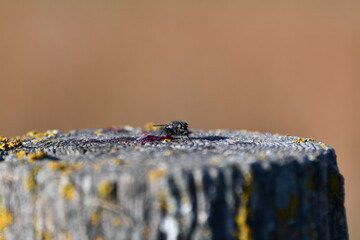 Fly on a Fence Post