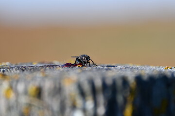 Black Fly on a Fence Post