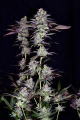 High quality marijuana indoor grown for medical purposes. Buds show THC crystals that formed on the plant. The concentration of resin trichomes, which protrude at different plant stages, is very high.