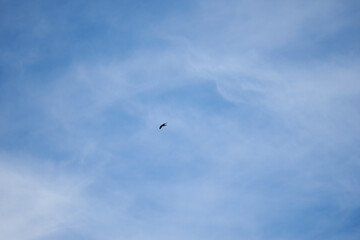 common griffon in the pyrenees, far distance