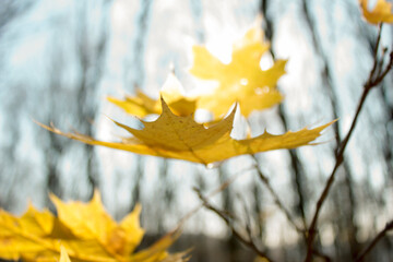 Autumn. Yellow maple leaves fall