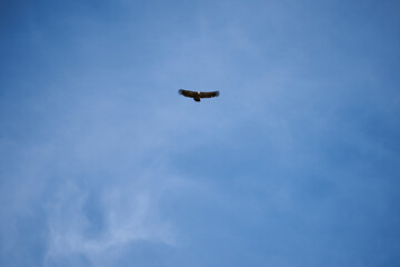 common griffon in the pyrenees, far distance