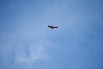 common griffon in the pyrenees, far distance