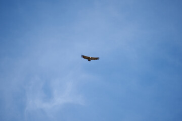 common griffon in the pyrenees, far distance