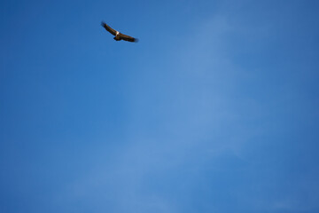 common griffon in the pyrenees, far distance