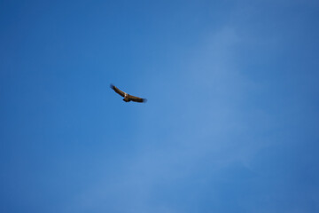 common griffon in the pyrenees, far distance