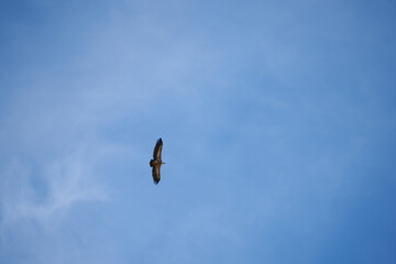 common griffon bird