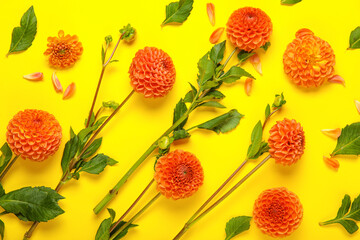 Composition with beautiful dahlias on yellow background, closeup