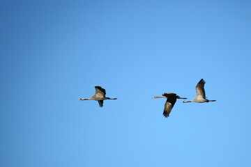 flying cranes against blue sky