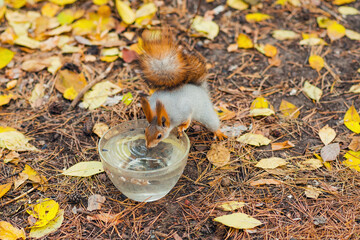 beautiful fluffy squirrel drinks water from a bowl