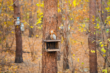 cute squirrel sits on a feeder and eats food