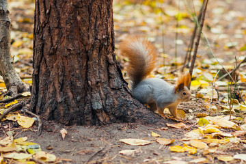 small squirrel with a large fluffy tail is looking for food in the autumn forest