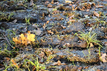 leaf and grass in the field