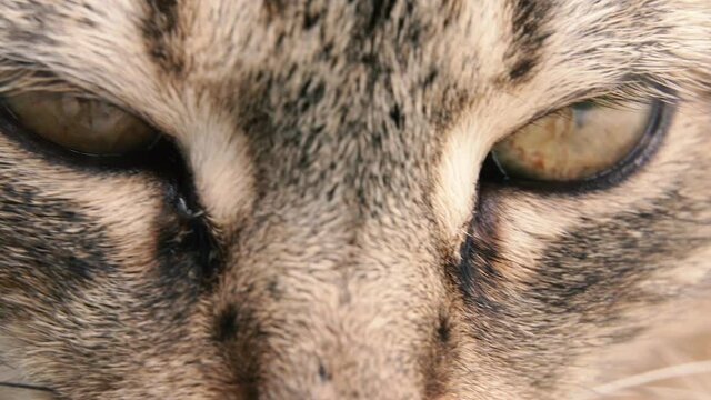 Animal eye. Cat eye. Macro photography.