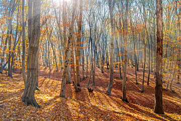 Forest in autumn landscape
