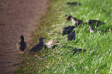 playing starlings on a farm road