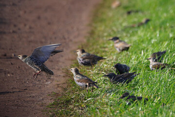 playing starlings on a farm road