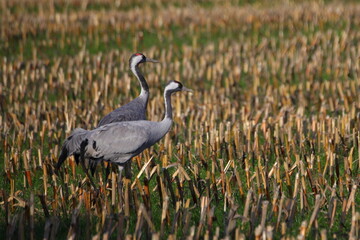 cranes in the fields