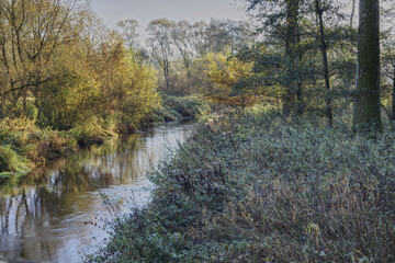 a small river in the wildness at the morning time