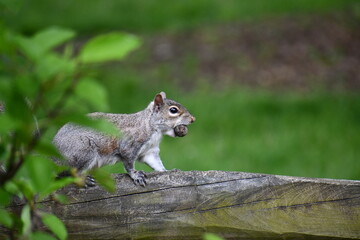 Squirrel in the park