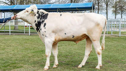 Tribal Bull on the farm. The white bull is a producer of the Holstein breed in the exhibition stand.