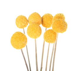 Dried yellow flowers on white background, closeup