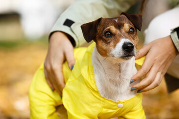 Funny Jack Russel terrier in raincoat with owner outdoors, closeup - obrazy, fototapety, plakaty