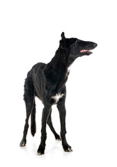 borzoi in studio