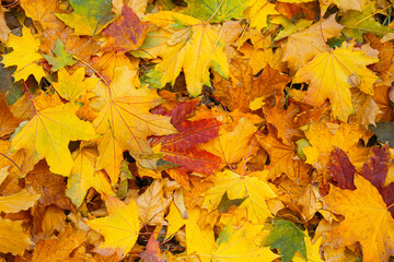 Naklejka na ściany i meble Pile of fallen leaves in autumn park, closeup