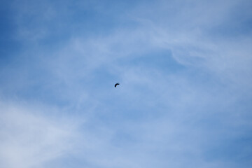 common griffon in the pyrenees, far distance