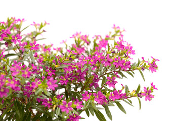 Fototapeta premium Purple flowers of Cuphea hyssopifolia, the false heather, isolated on white background 