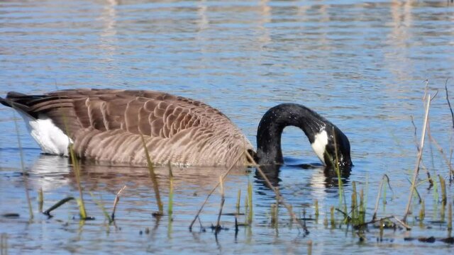 Kanadagans&nbsp;(Branta canadensis)