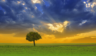 Beautiful Tranquil Nature Background.Amazing Rural Scene.Art Design.Creative Photography.Conceptual Photo.Fantasy Art.Artistic Wallpaper.Yellow Color.Green Field at Sunset.Blue Sky and Clouds.Tree.