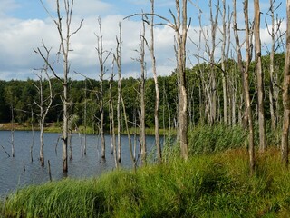 RUDA ŚLĄŚKA KOCHŁOWICE -Krajobraz z Czarnym Stawem
