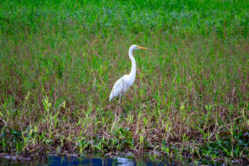 Great egret (Ardea alba)