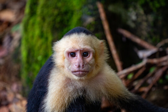 Cebus capucinus - Cariblanco