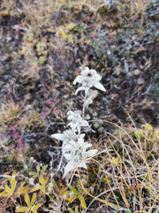 edelweiss in autumn fall during late september