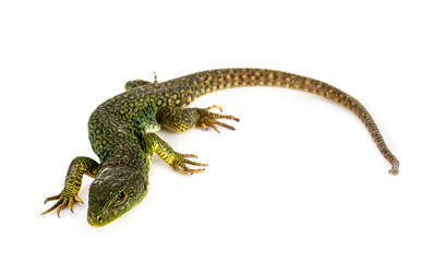 Western green lizard