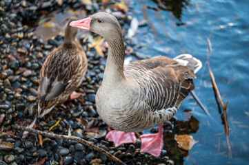 Grey wild goose near the pond