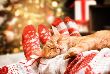 ginger cat and human legs on the bed,christmas cozy evening