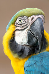 Blue-and-yellow macaw (Ara ararauna) parrot close up portrait